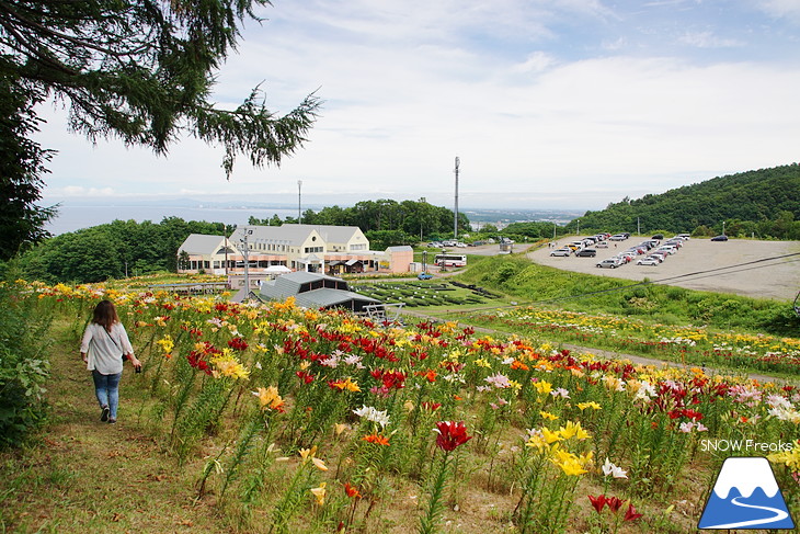 オーンズ春香山ゆり園 今年も綺麗な『ゆり』のシーズン到来♪